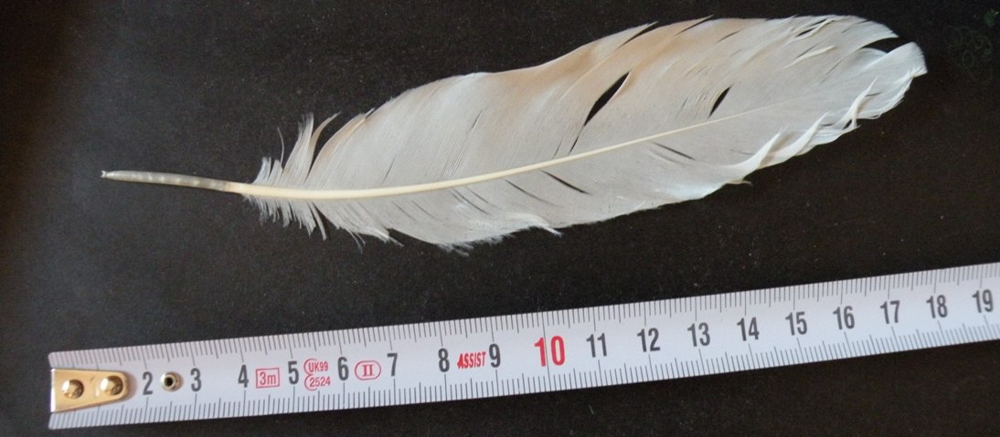 alcune penne di gabbiano